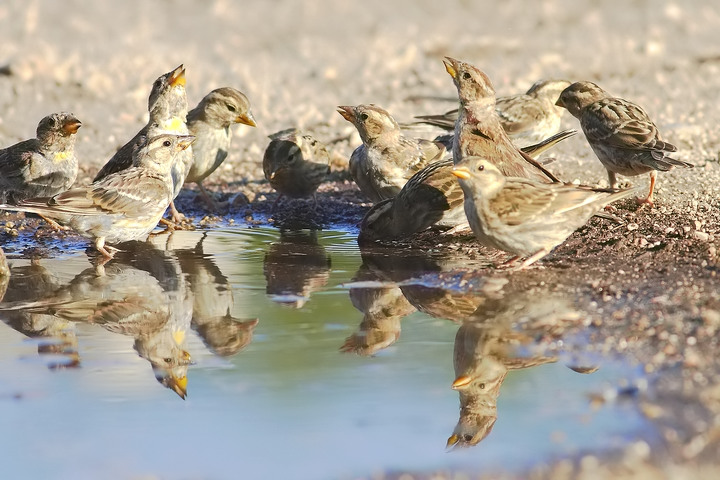 la carica dei 101 (passere lagie)